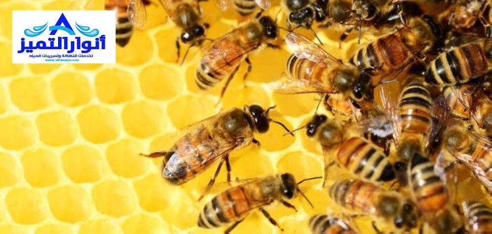 شركة مكافحة النحل بالقصيم