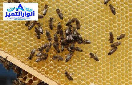 شركة مكافحة النحل بالقصيم