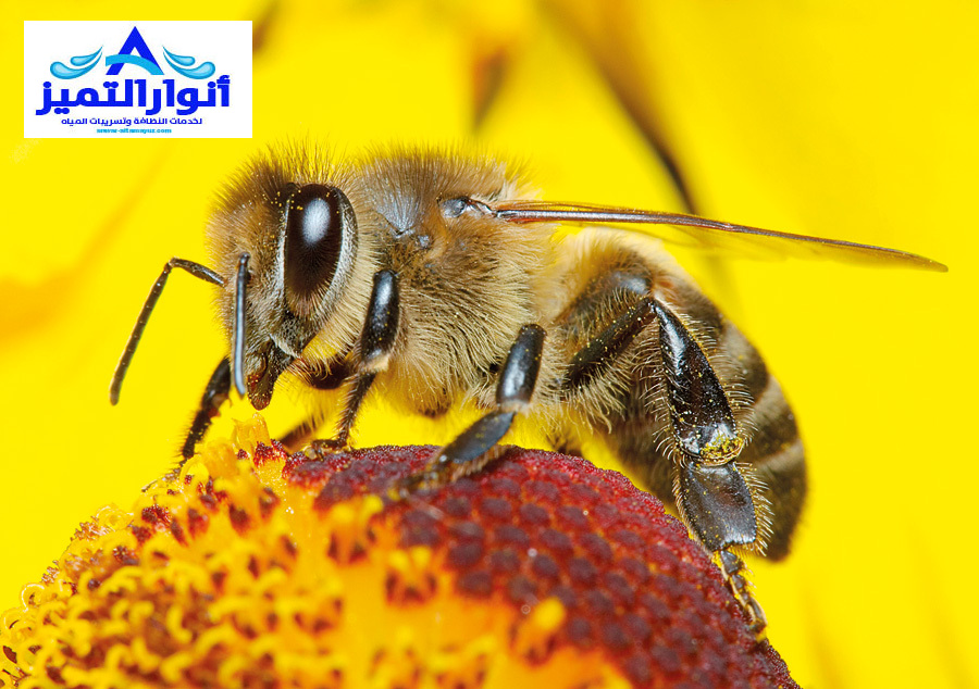 شركة مكافحة النحل بالقصيم