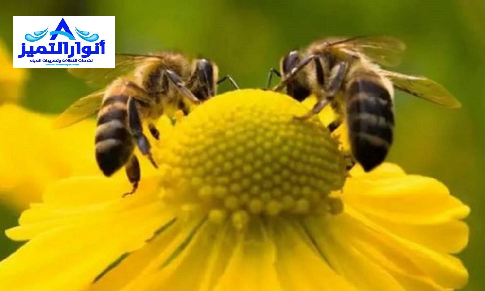 شركة مكافحة النحل بالقصيم
