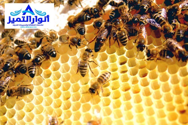 شركة مكافحة النحل بالقصيم