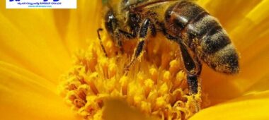 شركة مكافحة النحل بالقصيم