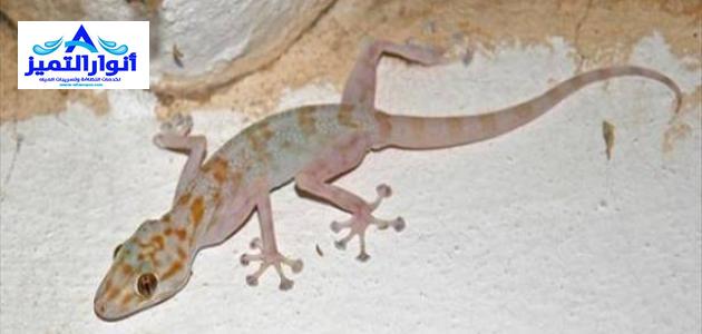 شركة مكافحة الوزغ بالقصيم